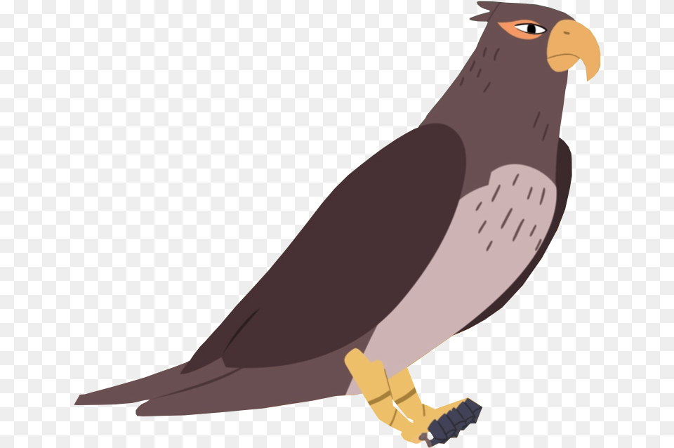 Falcon, Animal, Bird, Kite Bird, Hawk Png