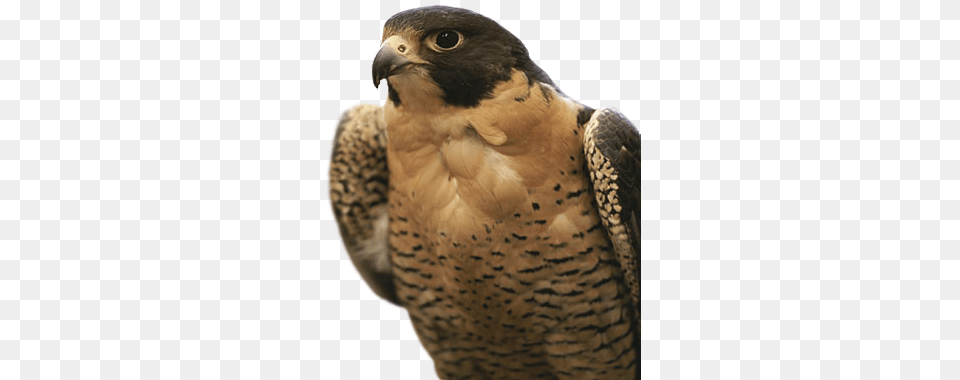 Falcon, Animal, Beak, Bird, Hawk Free Png