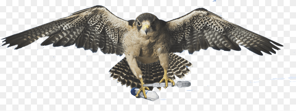 Falcon, Animal, Beak, Bird, Hawk Png