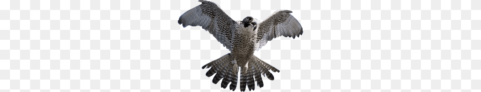 Falcon, Animal, Beak, Bird, Accipiter Free Transparent Png