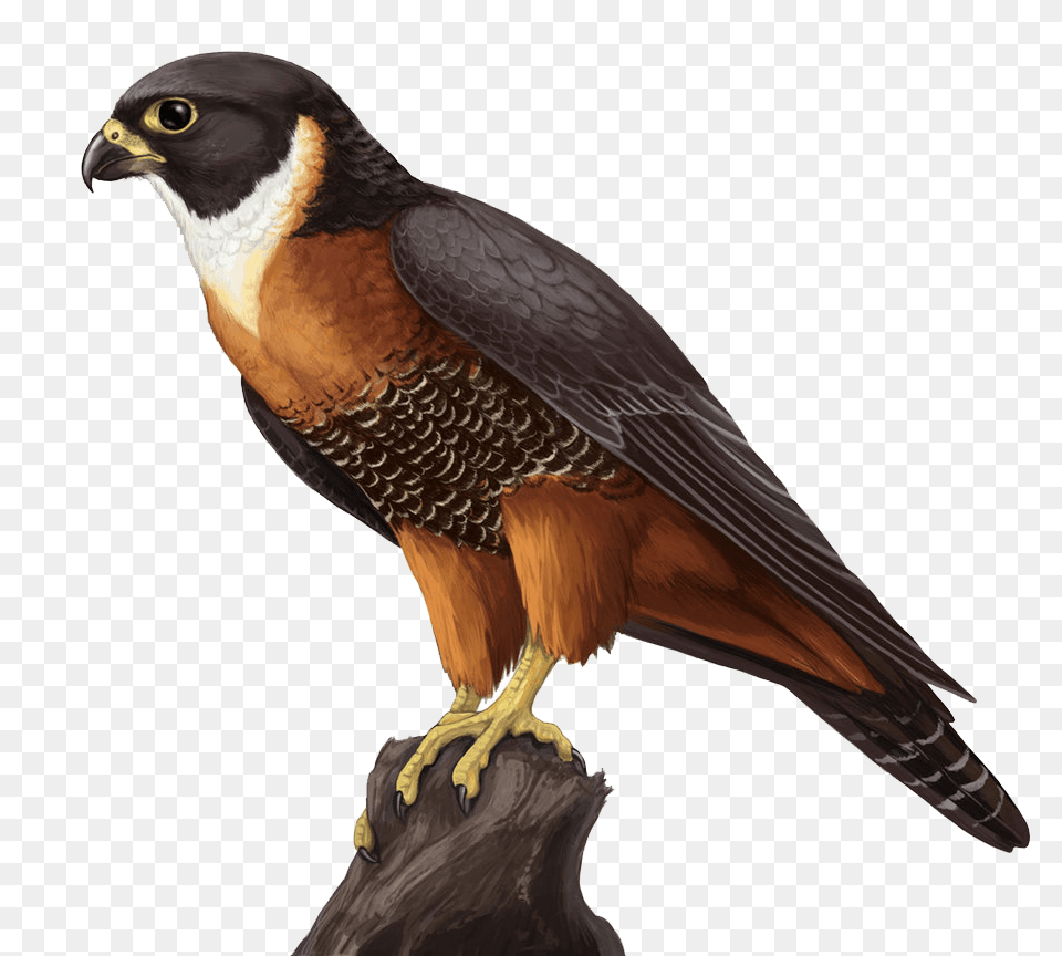 Falcon, Animal, Beak, Bird, Kite Bird Free Png Download