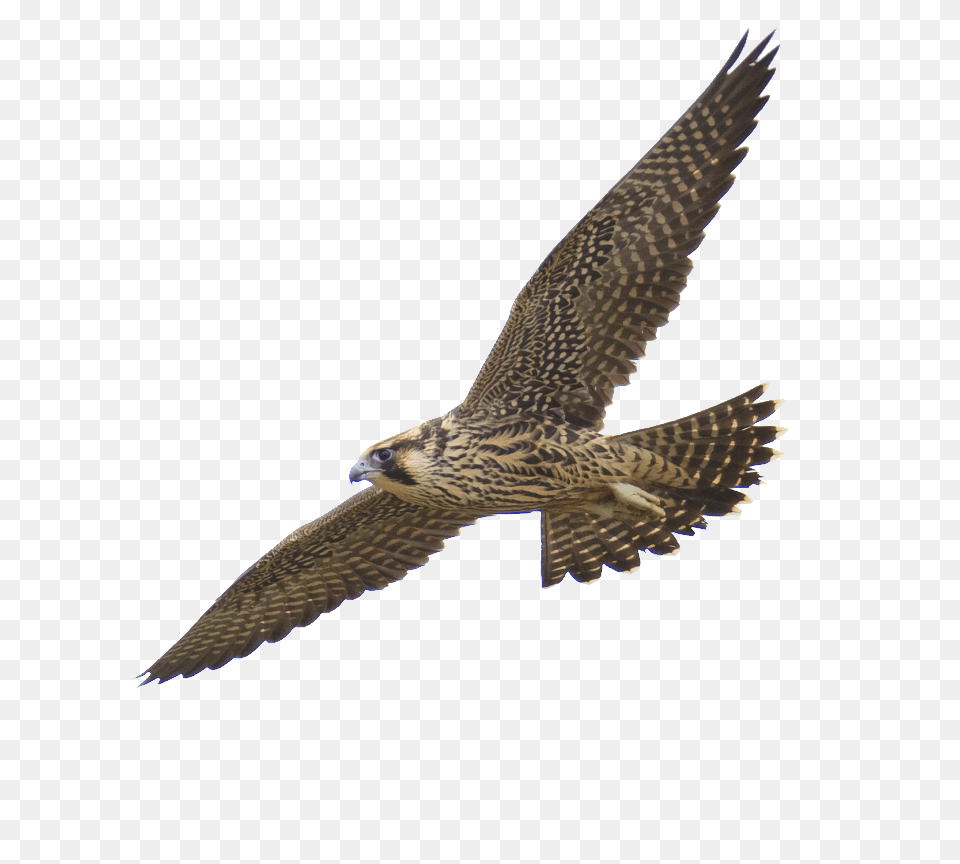 Falcon, Accipiter, Animal, Bird, Buzzard Png Image