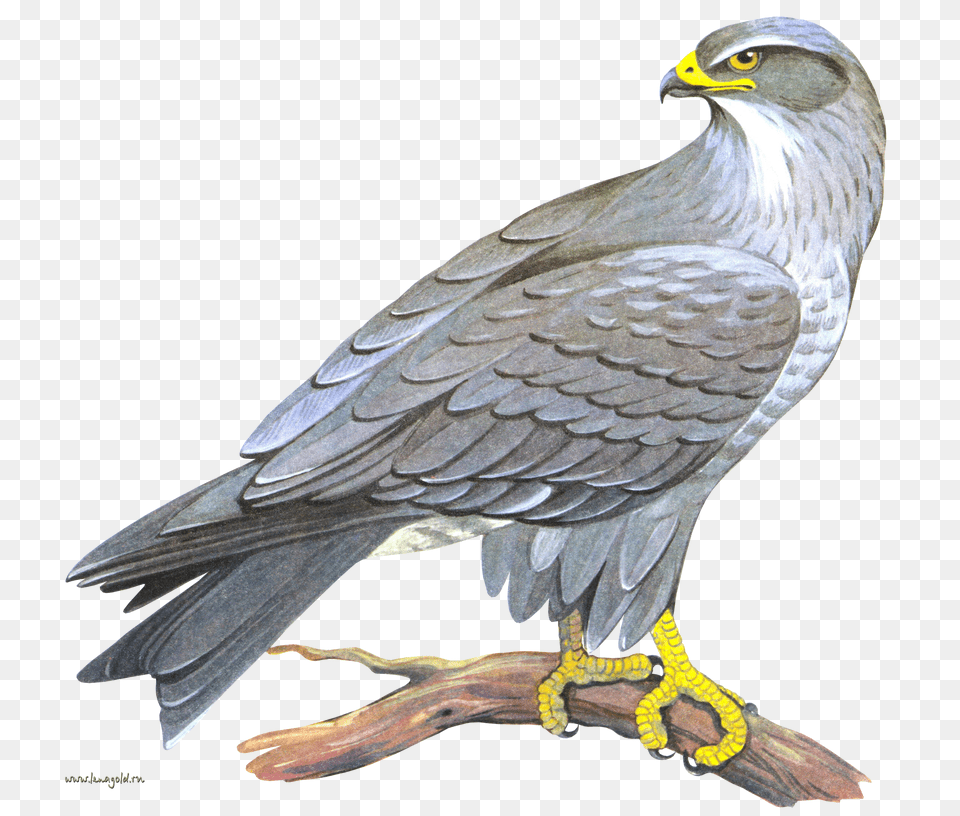 Falcon, Animal, Bird, Kite Bird, Hawk Free Transparent Png