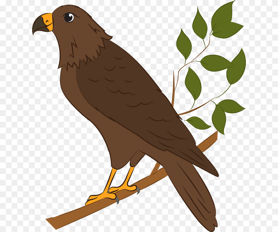 Falcon, Animal, Bird, Kite Bird, Accipiter Free Transparent Png