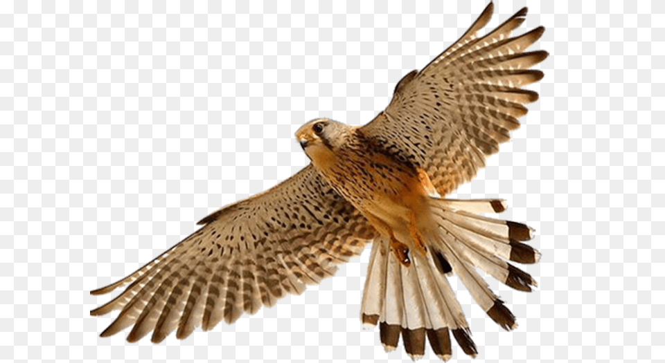 Falcon, Accipiter, Animal, Bird, Kite Bird Free Transparent Png