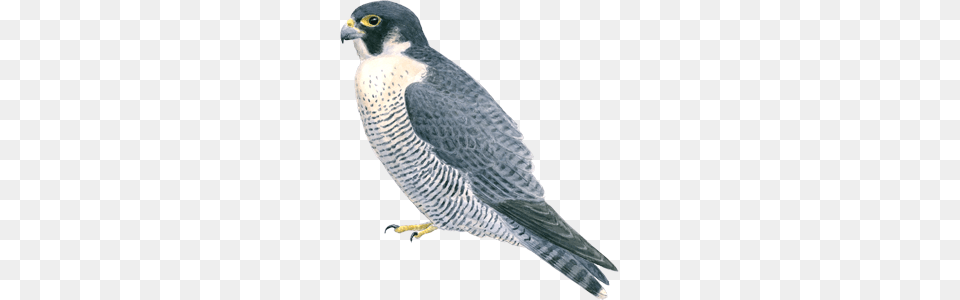 Falcon, Accipiter, Animal, Beak, Bird Free Png