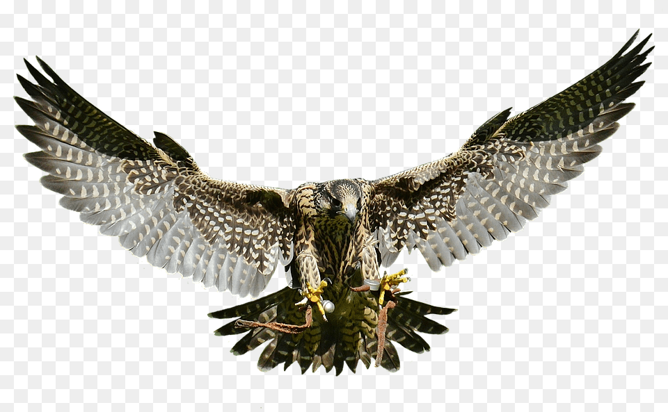 Falcon Animal, Bird, Vulture, Buzzard Png