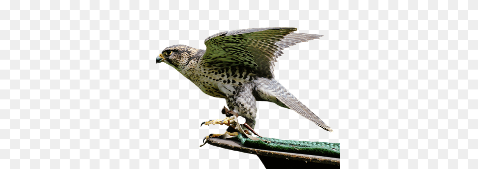 Falcon Accipiter, Animal, Beak, Bird Free Png Download
