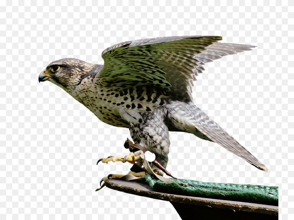 Falcon Accipiter, Animal, Bird, Buzzard Free Png Download