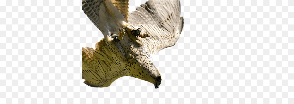 Falcon Animal, Bird, Buzzard, Hawk Png Image