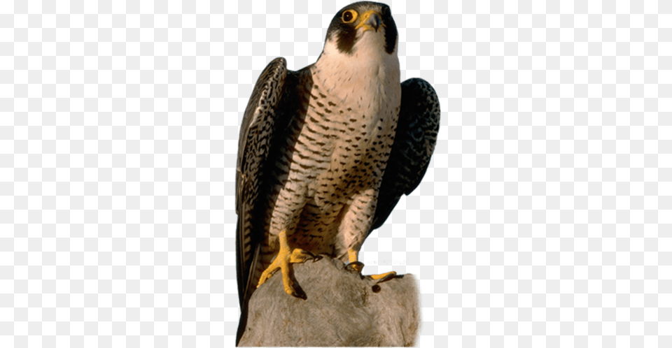 Falcon, Animal, Beak, Bird, Accipiter Png Image