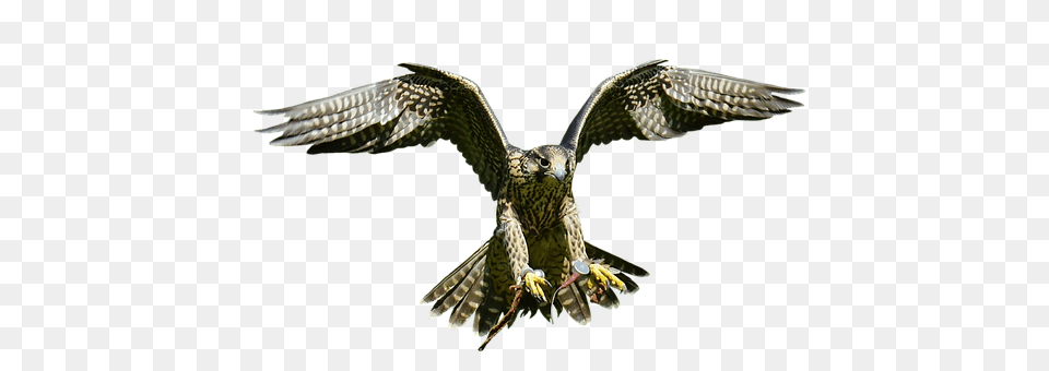 Falcon Accipiter, Animal, Bird, Buzzard Png Image