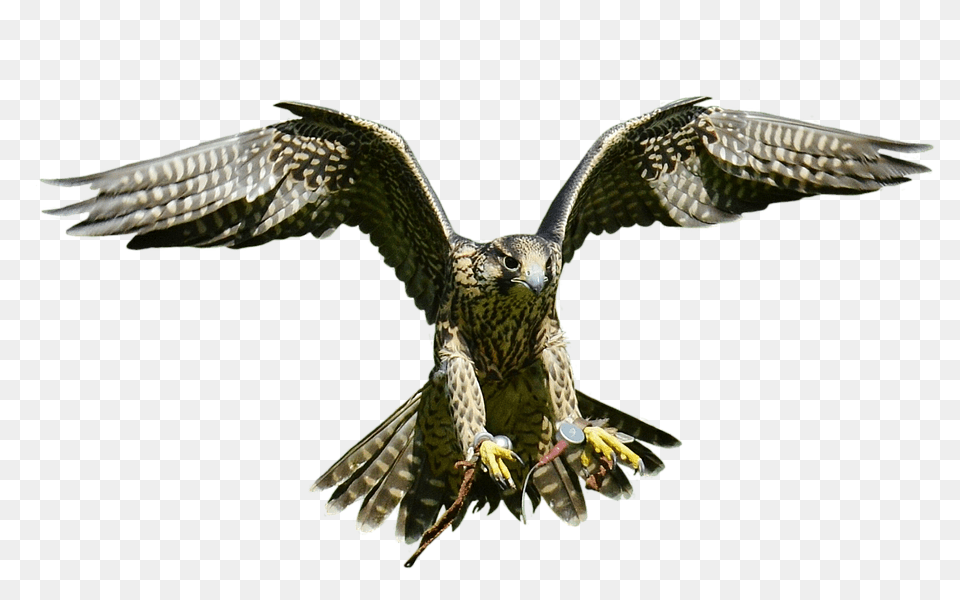 Falcon Accipiter, Animal, Bird, Buzzard Free Png Download