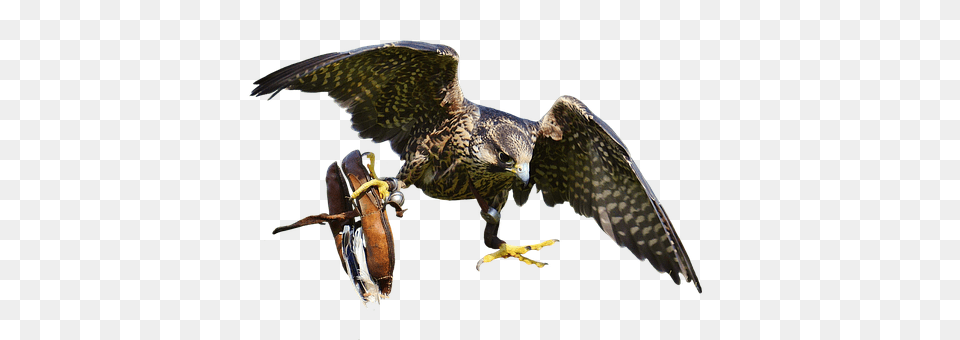 Falcon Animal, Beak, Bird, Buzzard Png Image