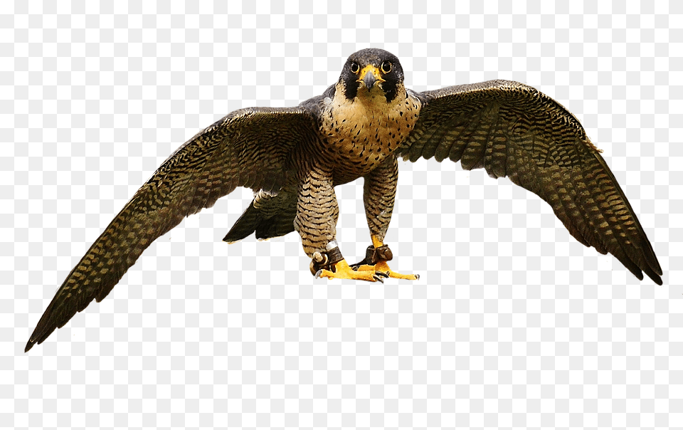 Falcon Accipiter, Animal, Beak, Bird Free Transparent Png