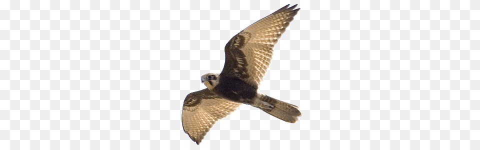 Falcon, Animal, Bird, Buzzard, Hawk Png Image