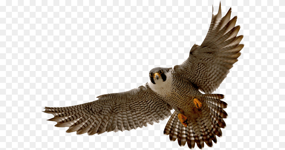 Falcon, Accipiter, Animal, Bird, Hawk Free Png Download