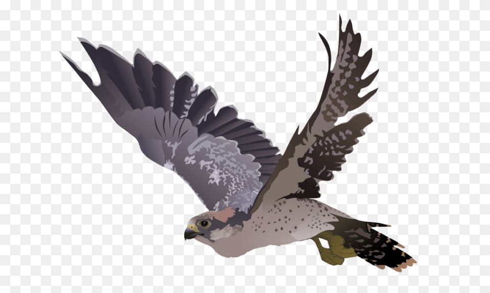 Falcon, Animal, Bird, Hawk, Buzzard Png Image