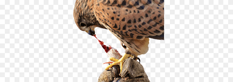 Falcon Animal, Beak, Bird, Buzzard Png