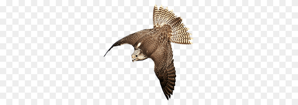 Falcon Animal, Bird, Buzzard, Hawk Png
