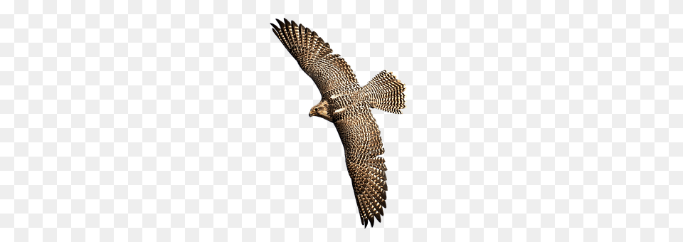 Falcon Accipiter, Animal, Bird, Hawk Png