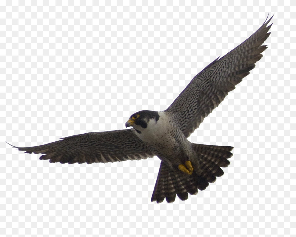 Falcon, Accipiter, Animal, Bird, Hawk Free Transparent Png