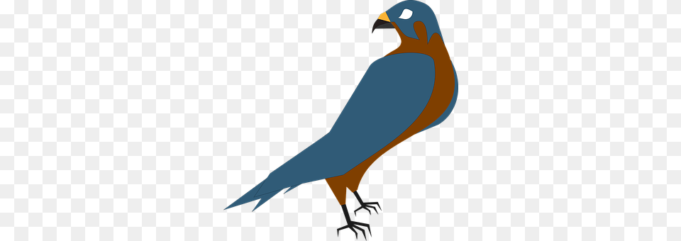 Falcon Animal, Beak, Bird, Bluebird Free Transparent Png
