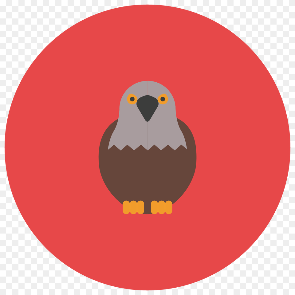 Falcon, Animal, Bird, Beak, Astronomy Free Png