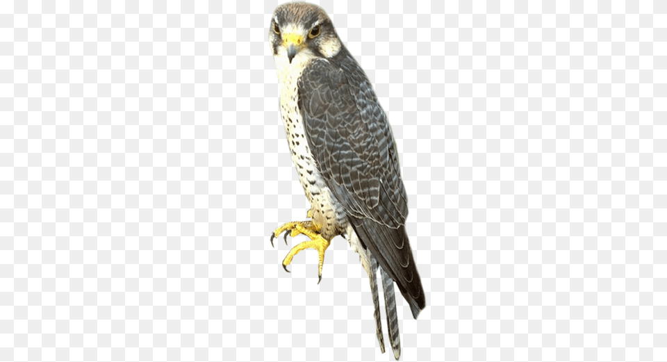 Falcon, Accipiter, Animal, Bird, Beak Free Png Download
