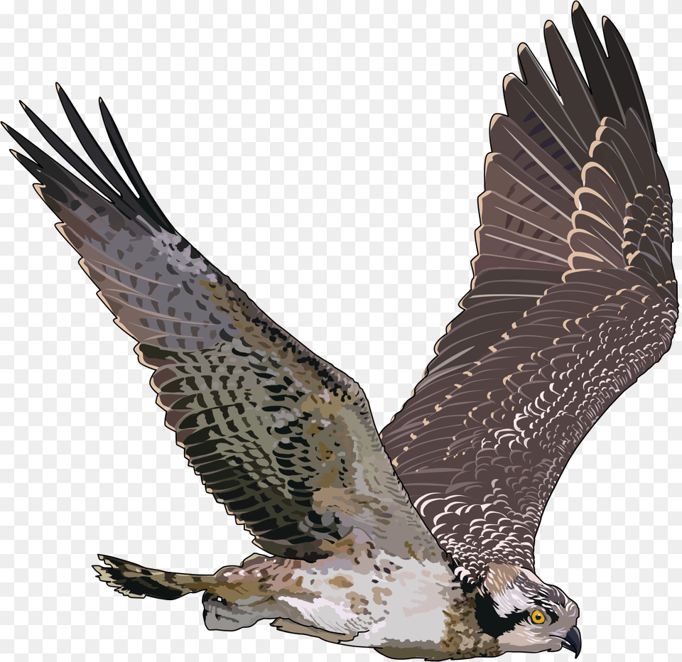 Falcon, Animal, Bird, Vulture, Buzzard Free Transparent Png