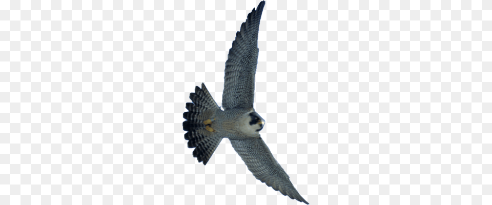 Falcon, Accipiter, Animal, Bird, Buzzard Free Transparent Png