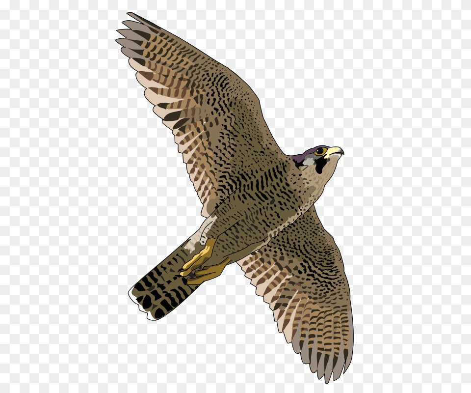 Falcon, Accipiter, Animal, Bird, Hawk Png