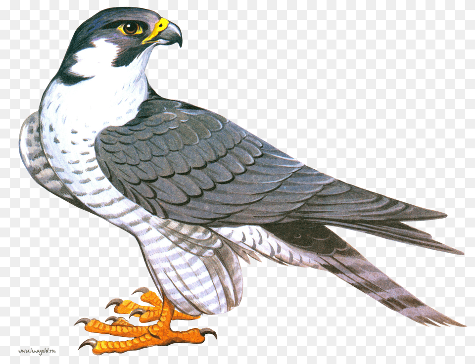 Falcon, Animal, Bird, Beak, Hawk Free Png