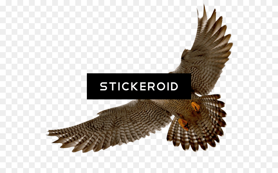Falcon, Accipiter, Animal, Bird, Hawk Png