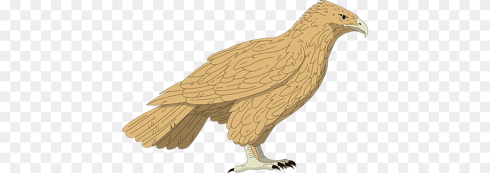Falcon Animal, Bird, Vulture, Kite Bird Png