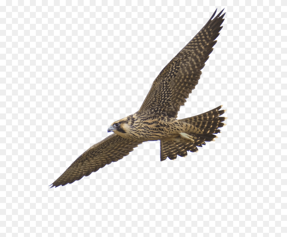 Falcon, Accipiter, Animal, Bird, Buzzard Free Transparent Png