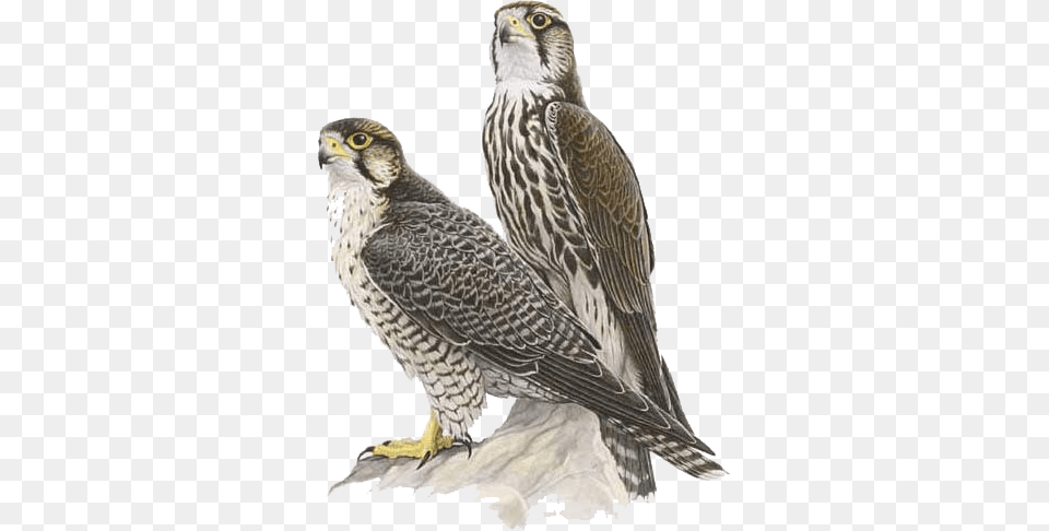 Falcon, Accipiter, Animal, Bird, Hawk Free Transparent Png