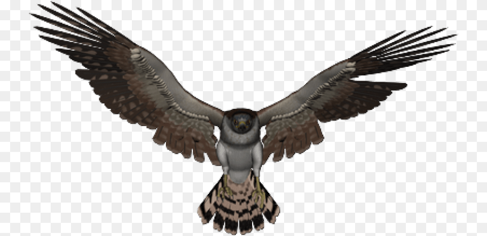 Falcon, Animal, Bird, Flying, Vulture Free Png Download