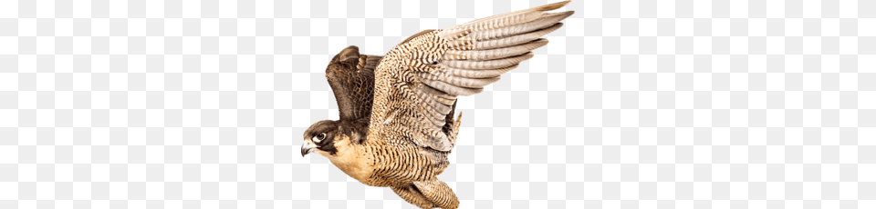 Falcon, Animal, Beak, Bird, Hawk Free Png