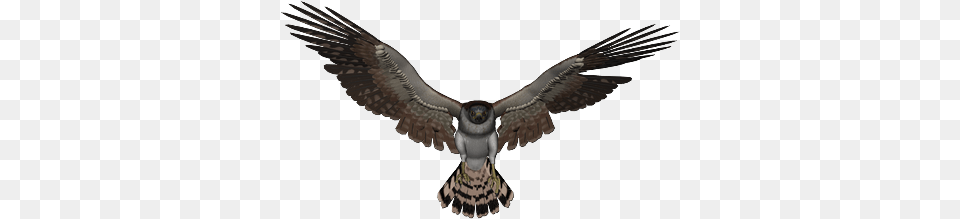Falcon, Animal, Bird, Flying, Vulture Png Image