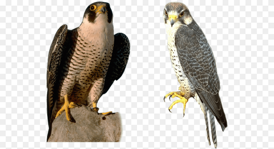 Falcon, Accipiter, Animal, Beak, Bird Png Image