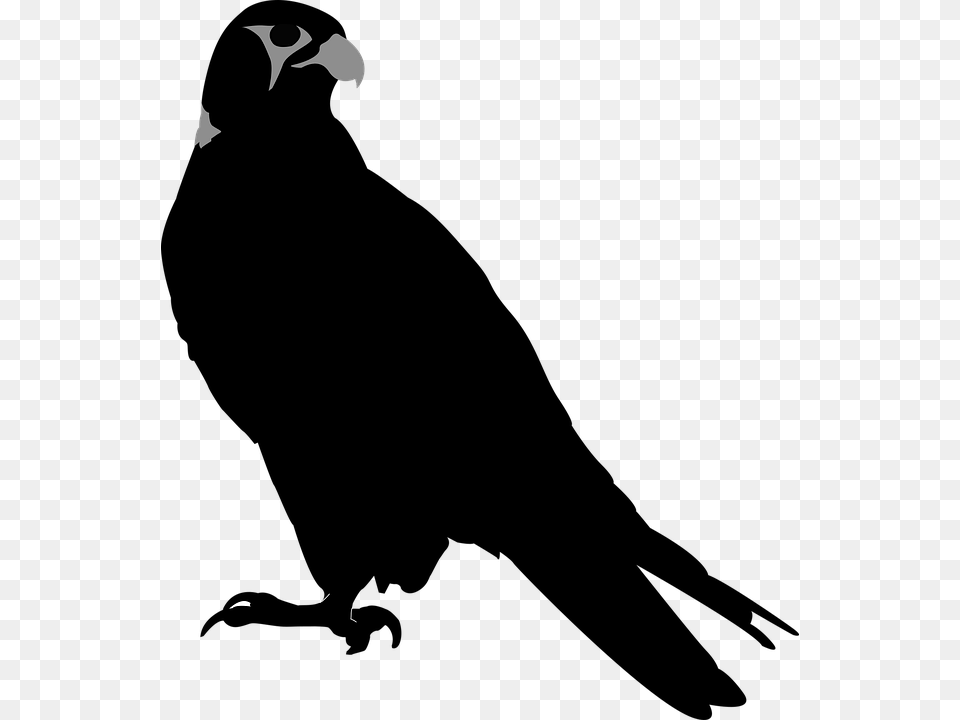 Falcon Bird Hawk Perching Perch Stare Hawk Silhouette, Animal, Beak Free Png