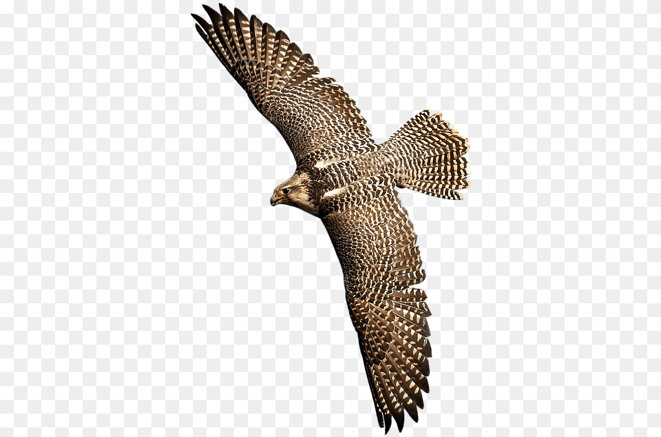 Falcon Bird Of Prey Wild Hawk Birds Of Prey Cartoon, Accipiter, Animal, Buzzard, Vulture Free Png Download