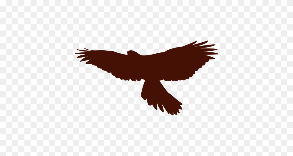 Falcon Bird Silhouette, Animal, Flying, Vulture, Kite Bird Free Transparent Png