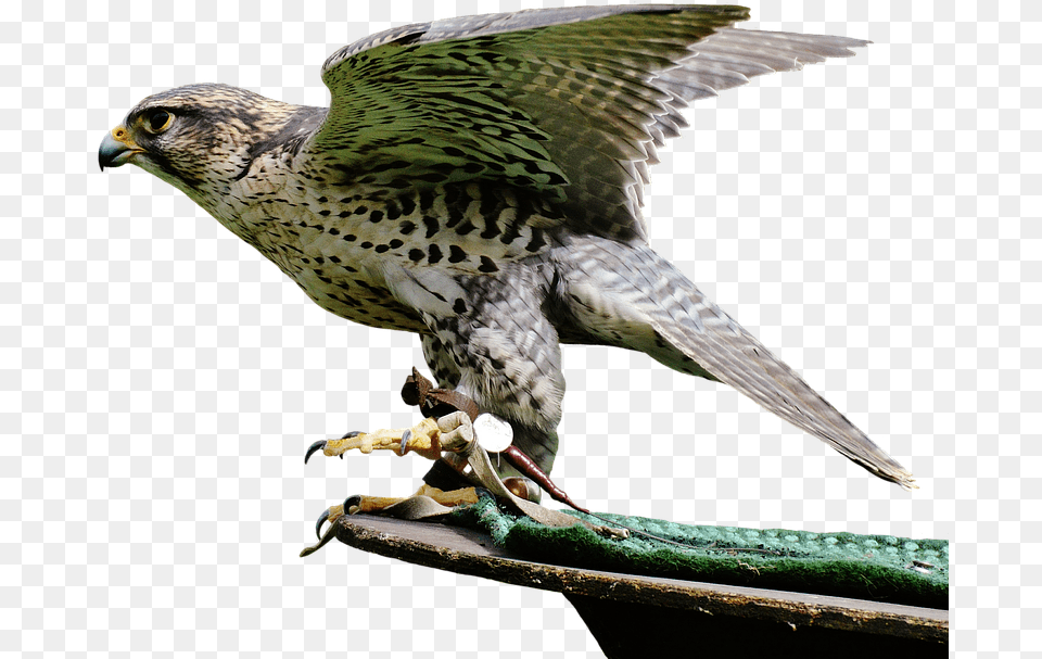 Falcon Birds Transparent Images Bird Of Prey, Accipiter, Animal, Buzzard, Hawk Png
