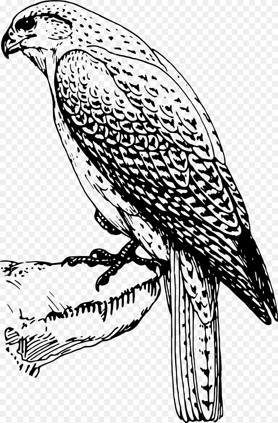 Falcon Black And White Clipart, Accipiter, Animal, Bird, Fish Free Png Download