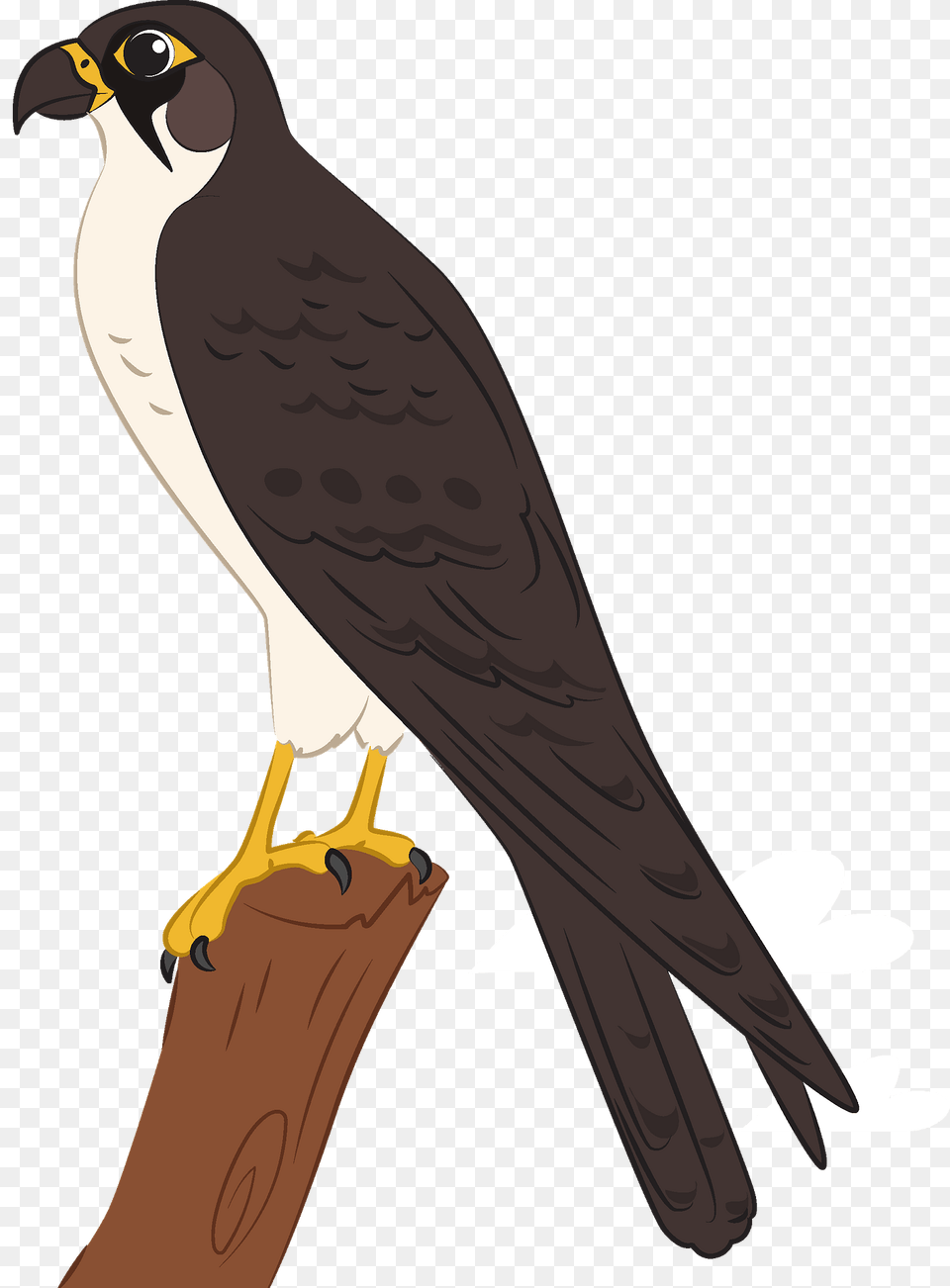 Falcon Clipart, Animal, Bird, Kite Bird, Hawk Png Image