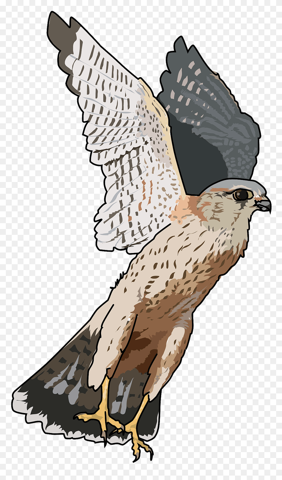 Falcon Clipart, Animal, Bird, Kite Bird, Accipiter Png