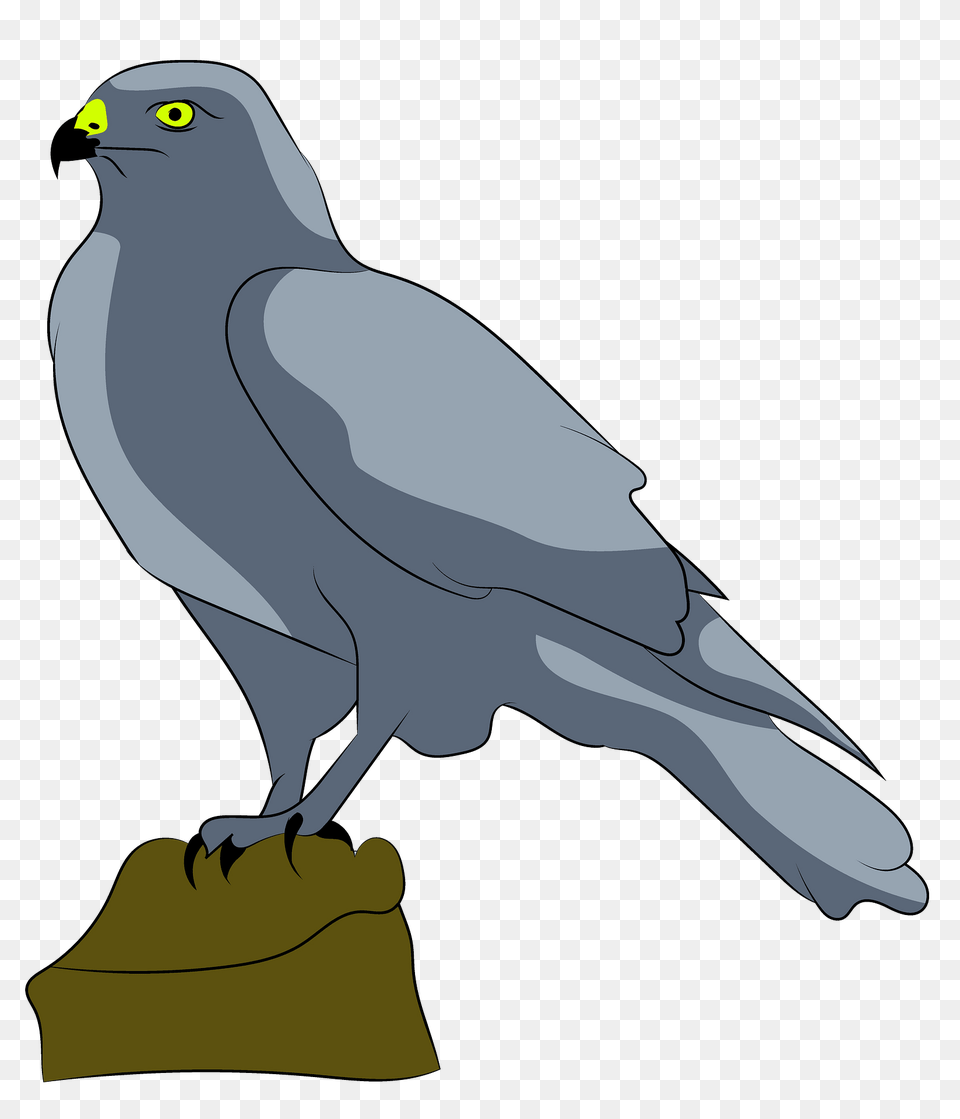 Falcon Clipart, Animal, Bird, Kite Bird, Hawk Png
