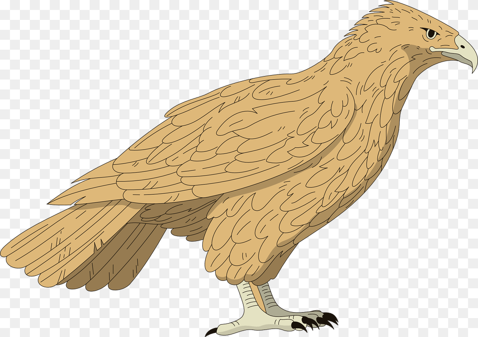 Falcon Clipart, Animal, Vulture, Bird, Kite Bird Free Png Download